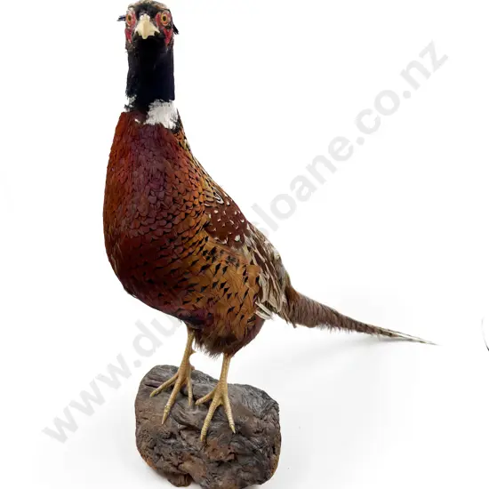 Taxidermy Pheasant