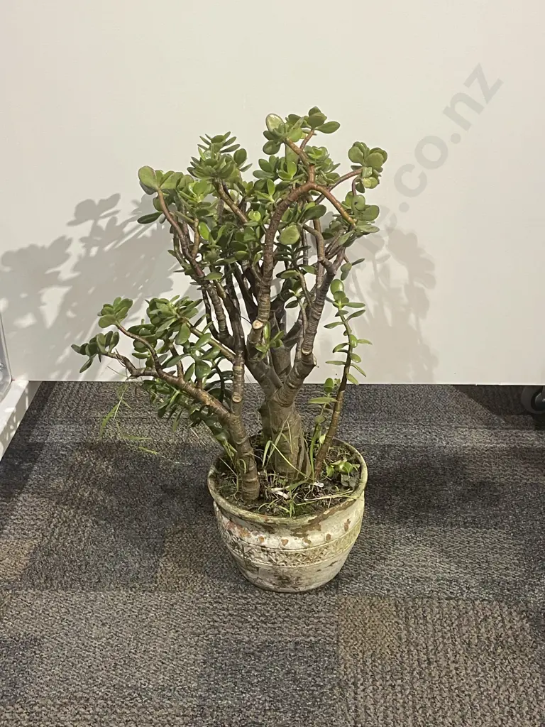 Potted Plant Image 1++