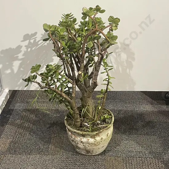 Potted Plant