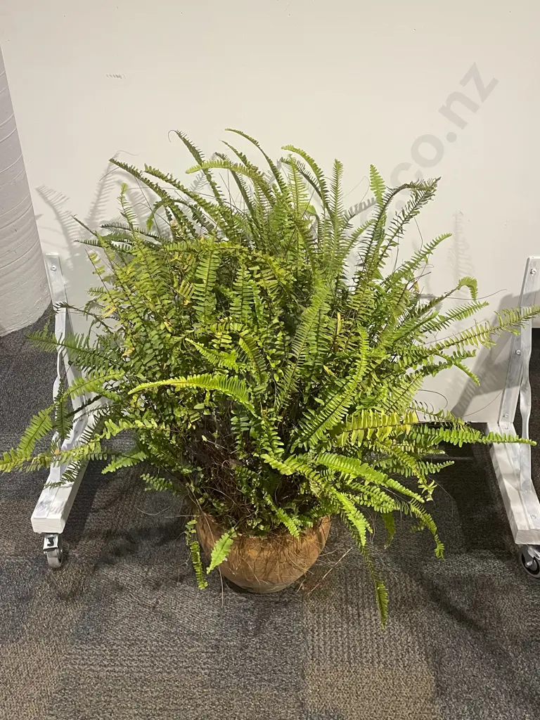 Potted Plant Image 1++