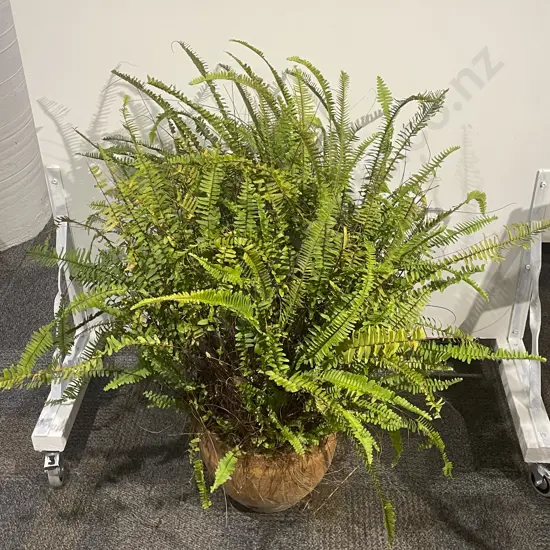 Potted Plant
