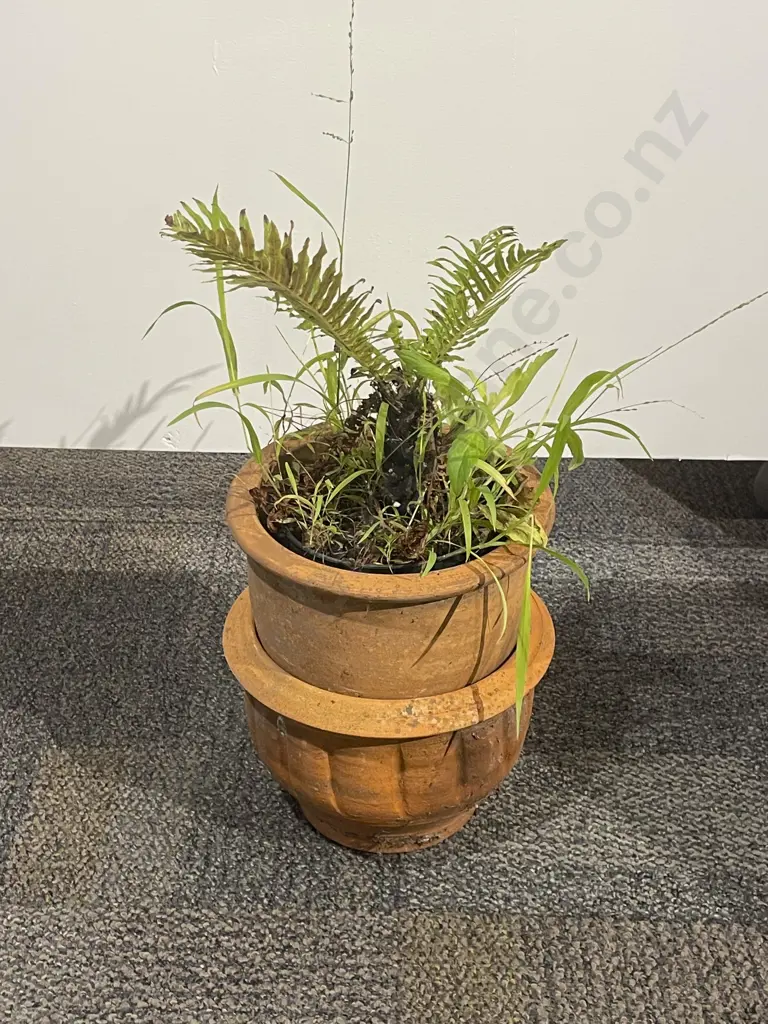 Potted Plant Image 1++