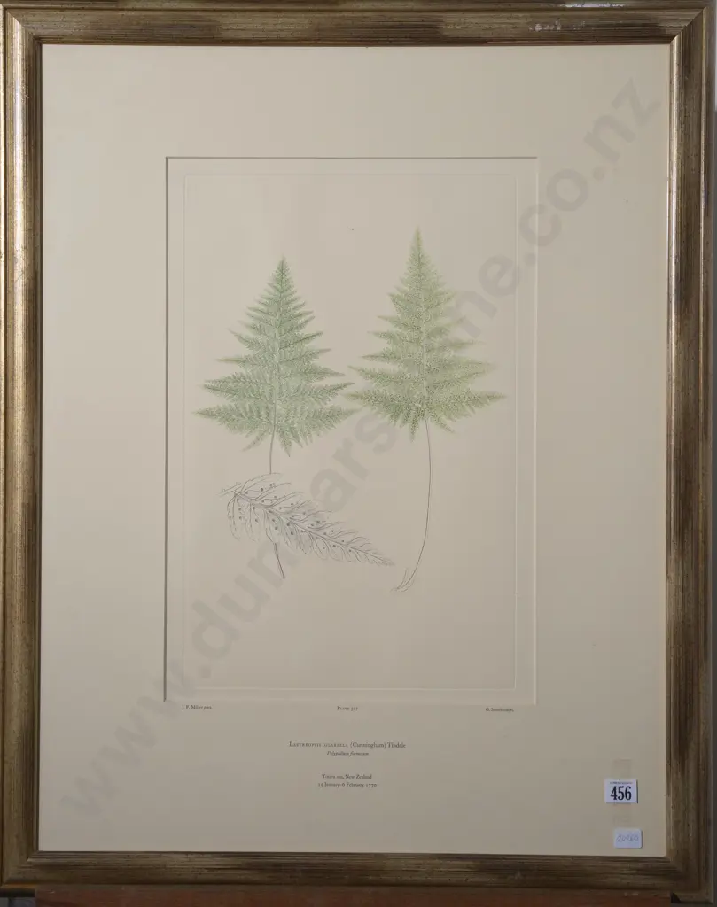 Banks Florilegium Two Engraving Plates & Text Plate (3) Image 1++