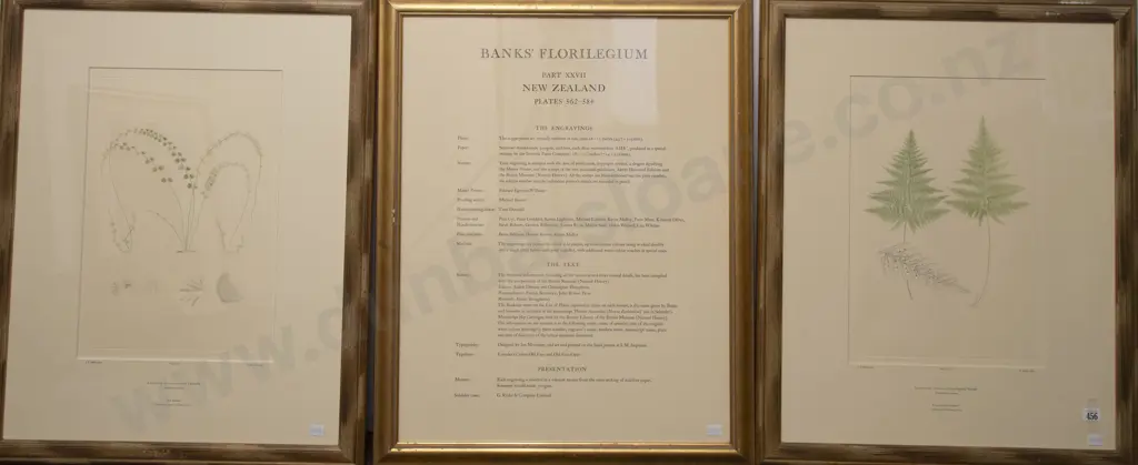 Banks Florilegium Two Engraving Plates & Text Plate (3) Image 1++
