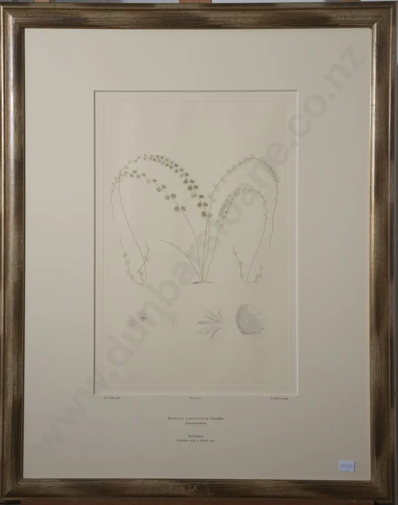 Banks Florilegium Two Engraving Plates & Text Plate (3) Image 1++