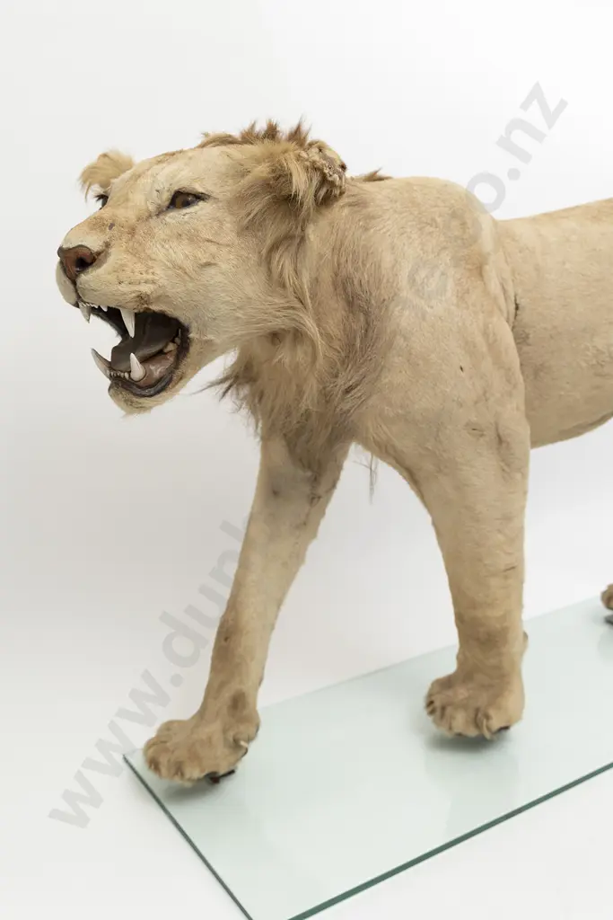 Taxidermy Lion Full Body Mount Image 1++