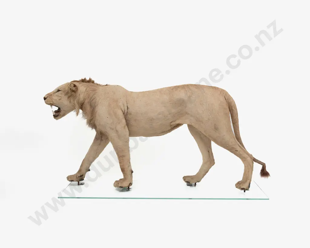 Taxidermy Lion Full Body Mount Image 1++