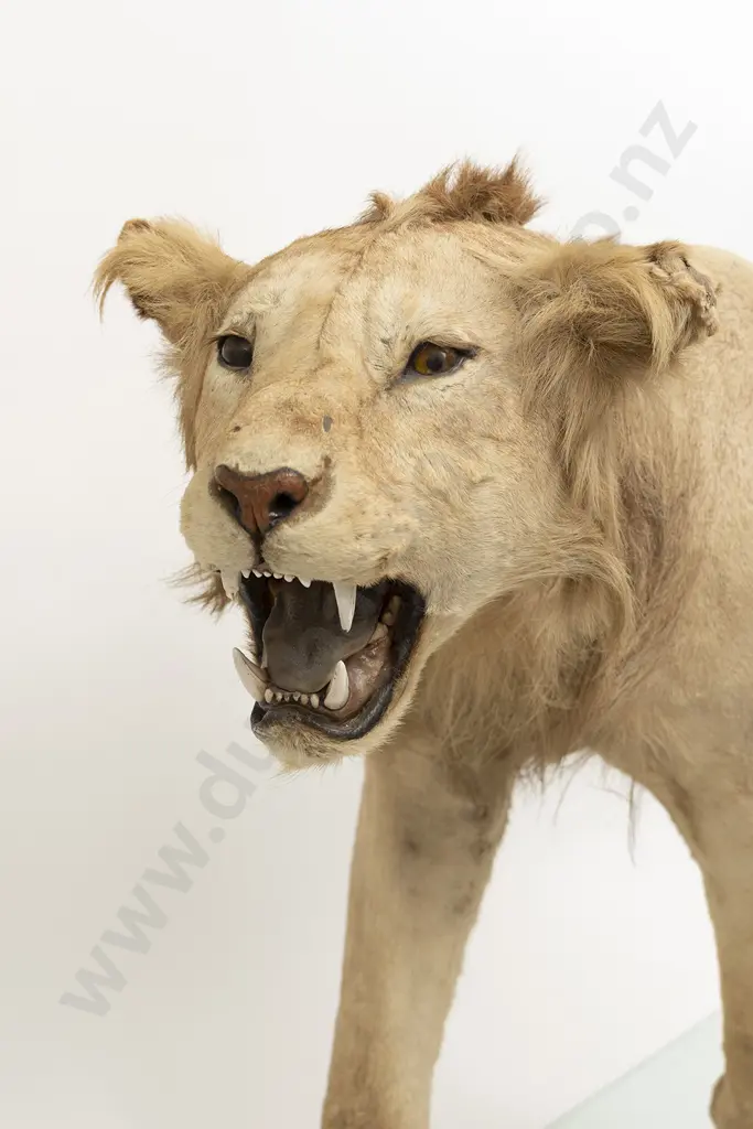Taxidermy Lion Full Body Mount Image 1++