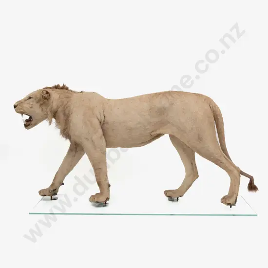 Taxidermy Lion Full Body Mount