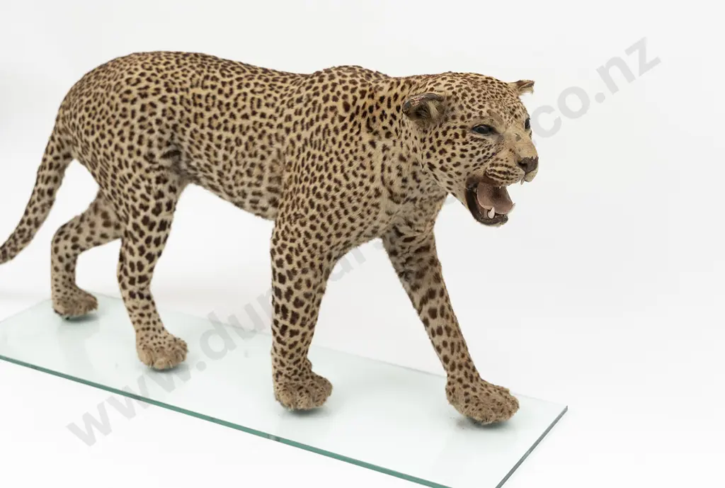 Taxidermy Leopard Full Body Mount Image 1++