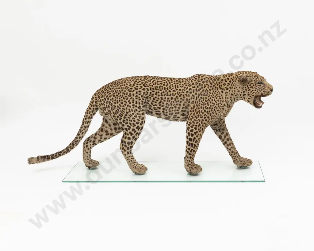 Taxidermy Leopard Full Body Mount Image 1++