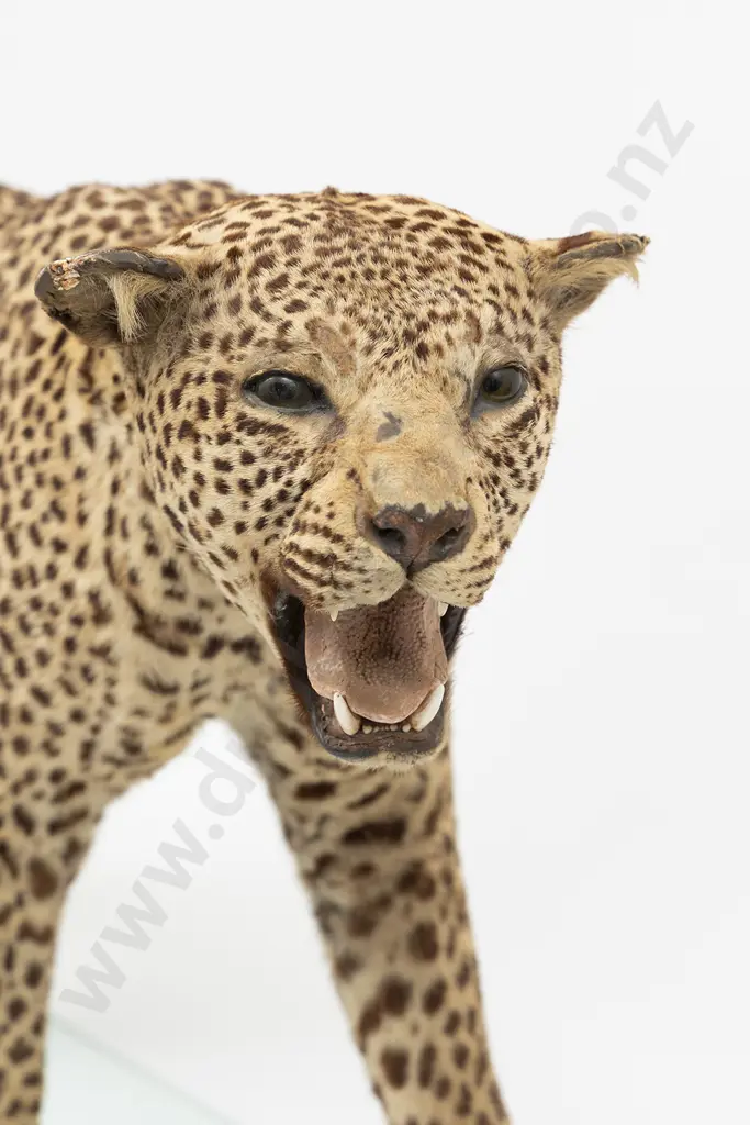 Taxidermy Leopard Full Body Mount Image 1++