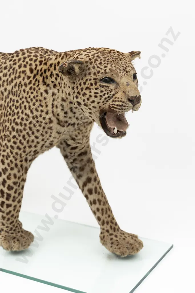Taxidermy Leopard Full Body Mount Image 1++