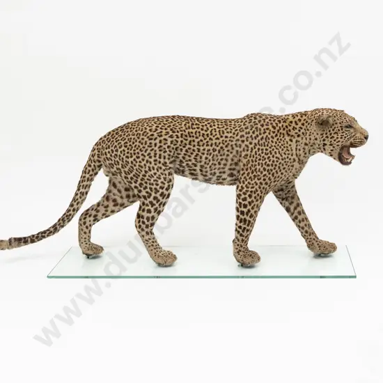 Taxidermy Leopard Full Body Mount
