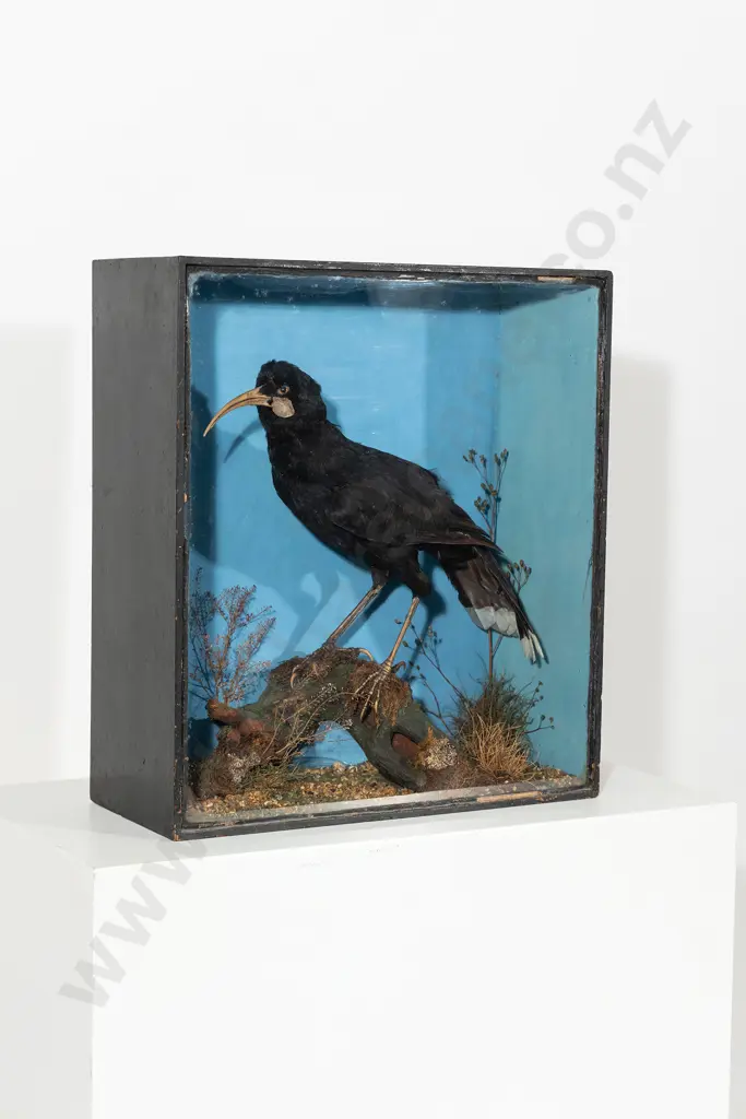 A Rare Late 19th Century Female Taxidermy Huia Image 1++