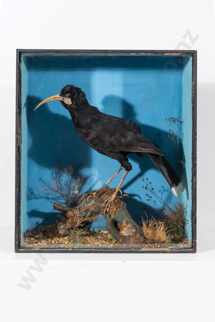 A Rare Late 19th Century Female Taxidermy Huia Image 1++