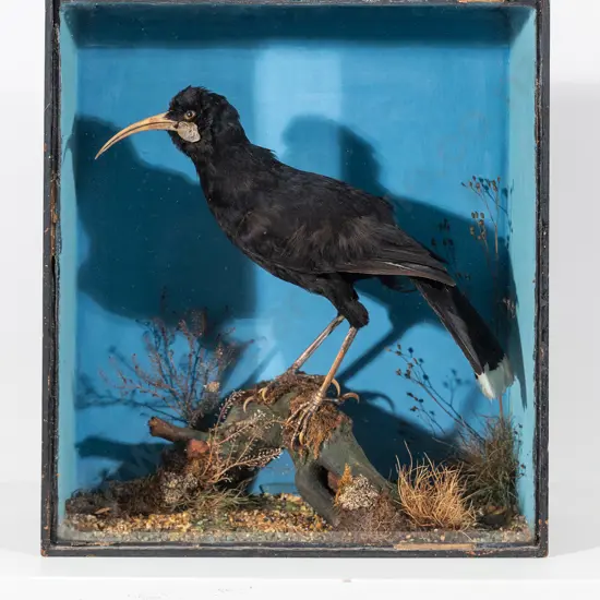 A Rare Late 19th Century Female Taxidermy Huia