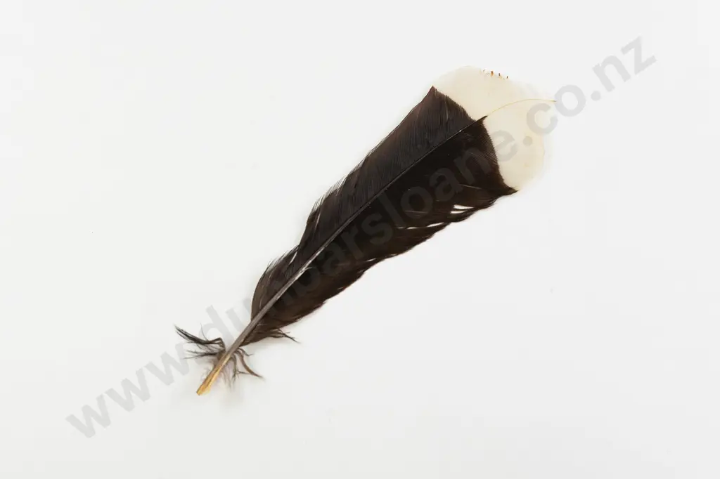 A Good Rare Huia Feather Tail Feather Image 1++