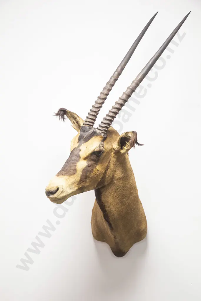 Taxidermy Gemsbok Head Mount Image 1++