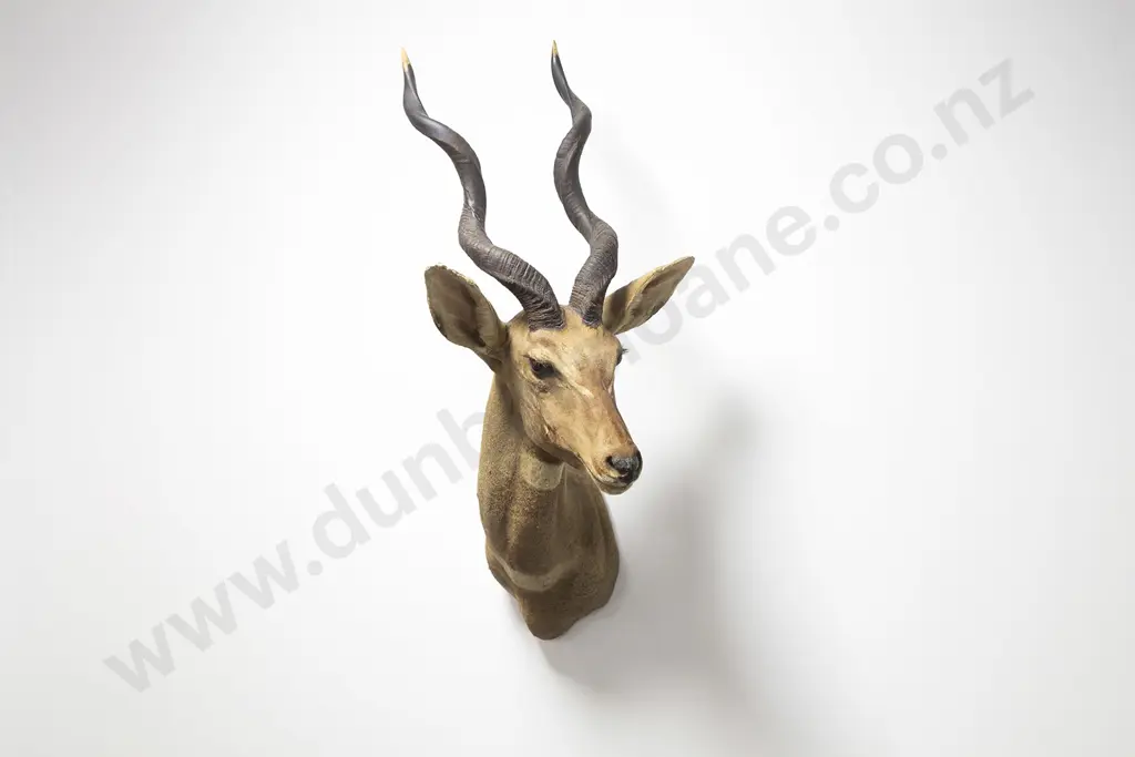 Taxidermy Kudu Head Mount Image 1++