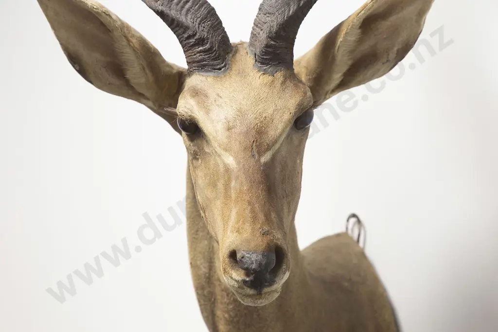Taxidermy Kudu Head Mount Image 1++