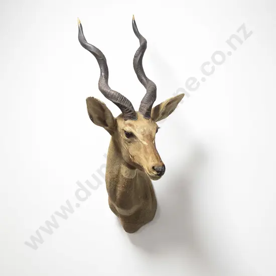 Taxidermy Kudu Head Mount