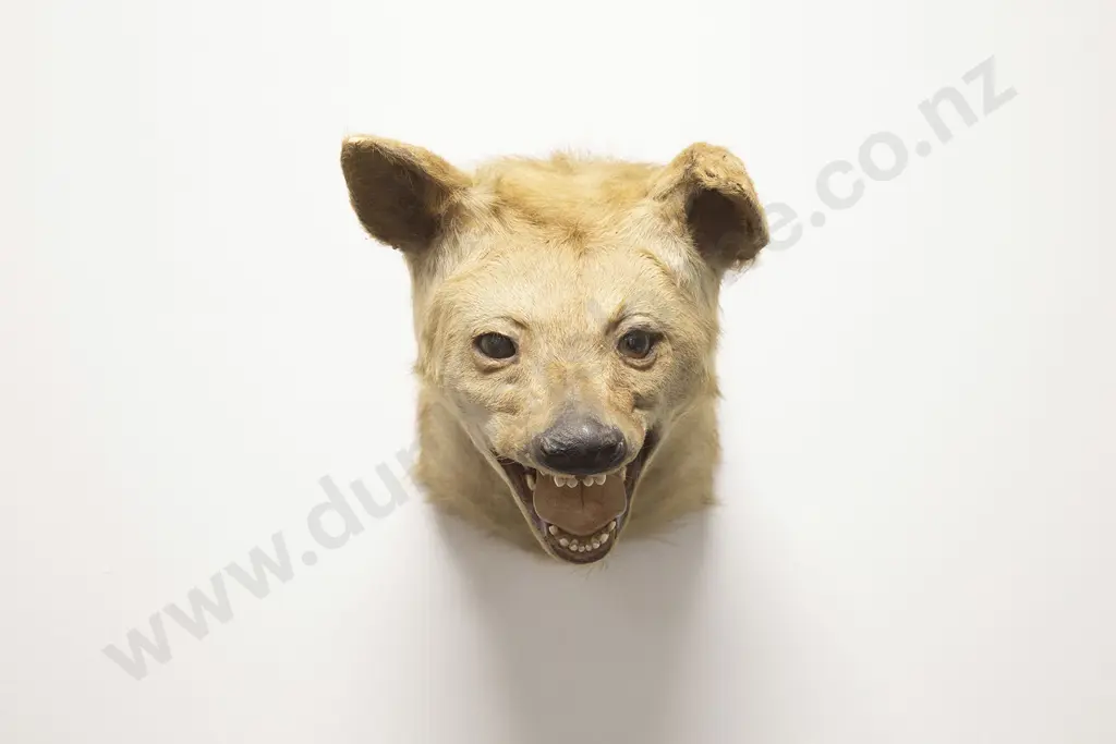 Taxidermy Snarling Fox Head Mount Image 1++