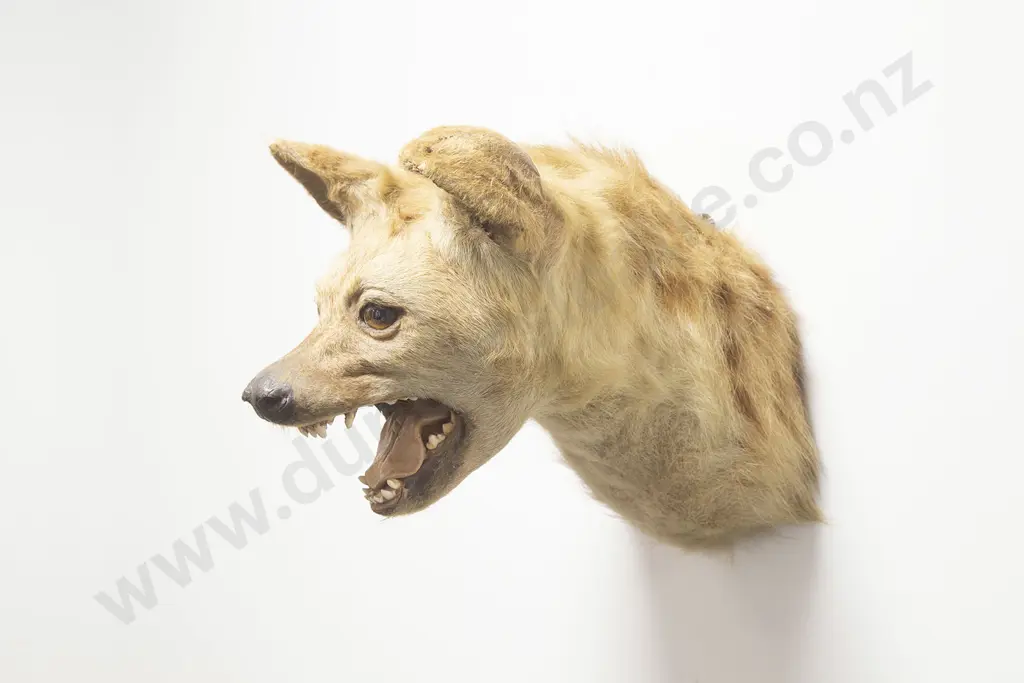 Taxidermy Snarling Fox Head Mount Image 1++