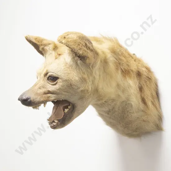 Taxidermy Snarling Fox Head Mount