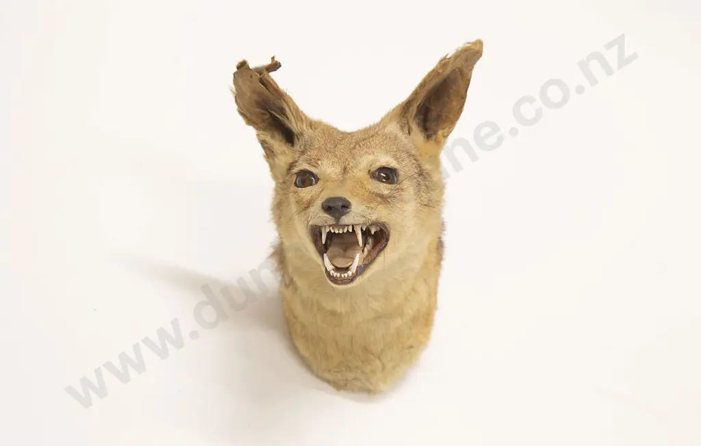 Taxidermy Fox Head Mount Image 1++