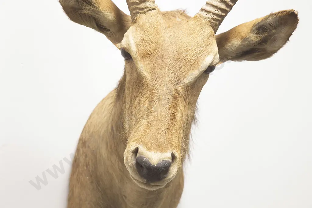 Taxidermy Waterbuck Head Mount Image 1++