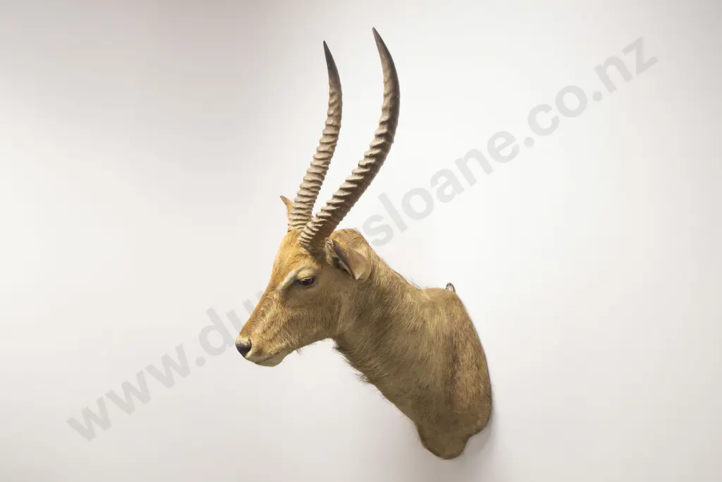 Taxidermy Waterbuck Head Mount Image 1++