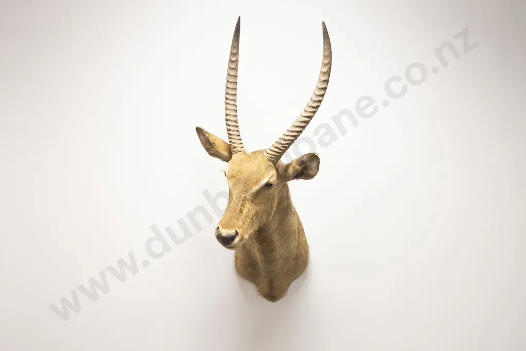 Taxidermy Waterbuck Head Mount Image 1++