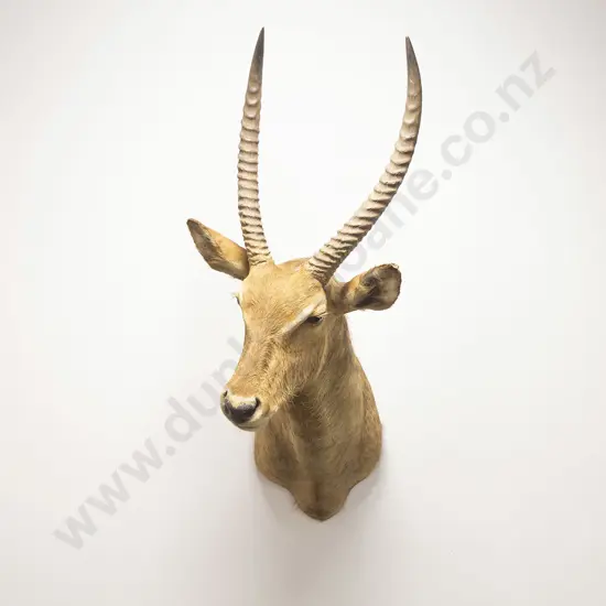 Taxidermy Waterbuck Head Mount