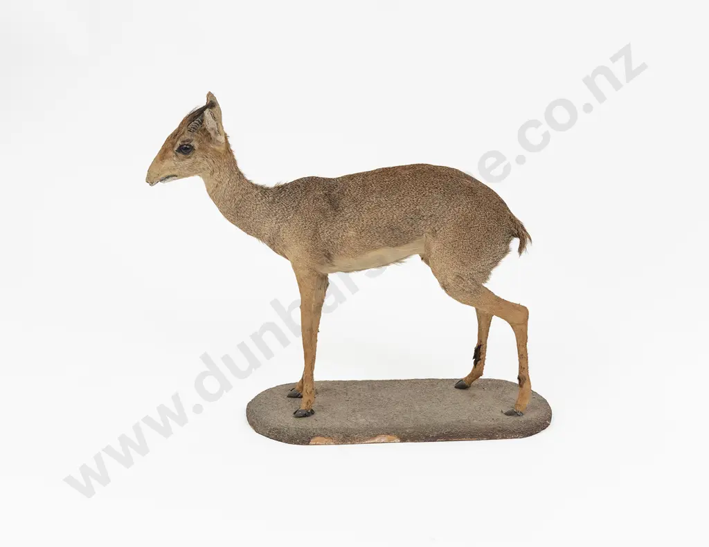 Taxidermy Mouse-Deer Full Body Mount Image 1++