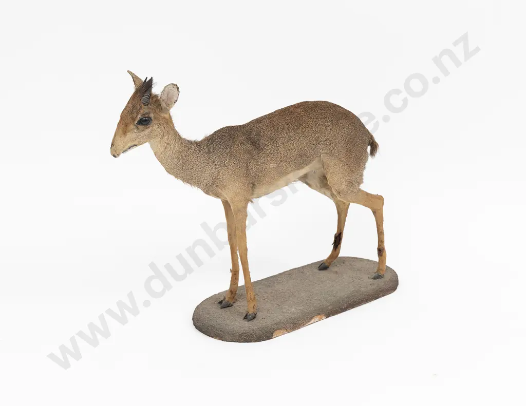 Taxidermy Mouse-Deer Full Body Mount Image 1++