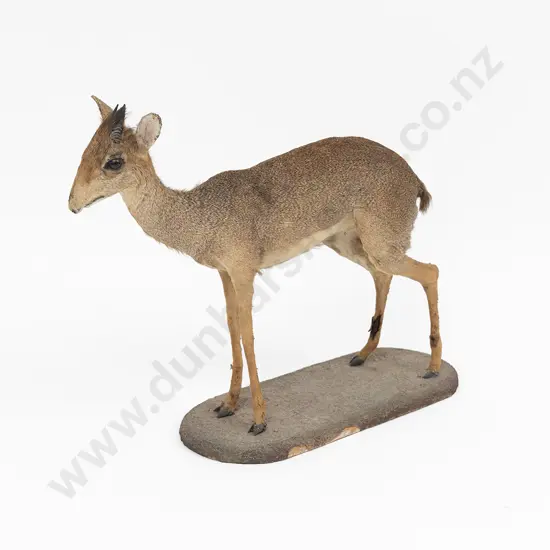 Taxidermy Mouse-Deer Full Body Mount