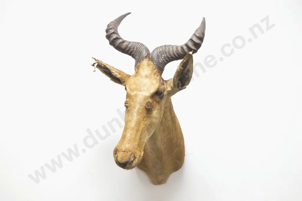 Taxidermy Hartebeest Head Mount Image 1++