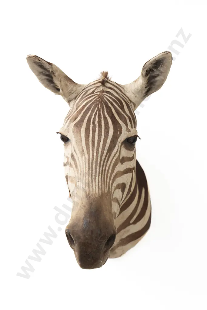 Taxidermy Zebra Head Mount Image 1++