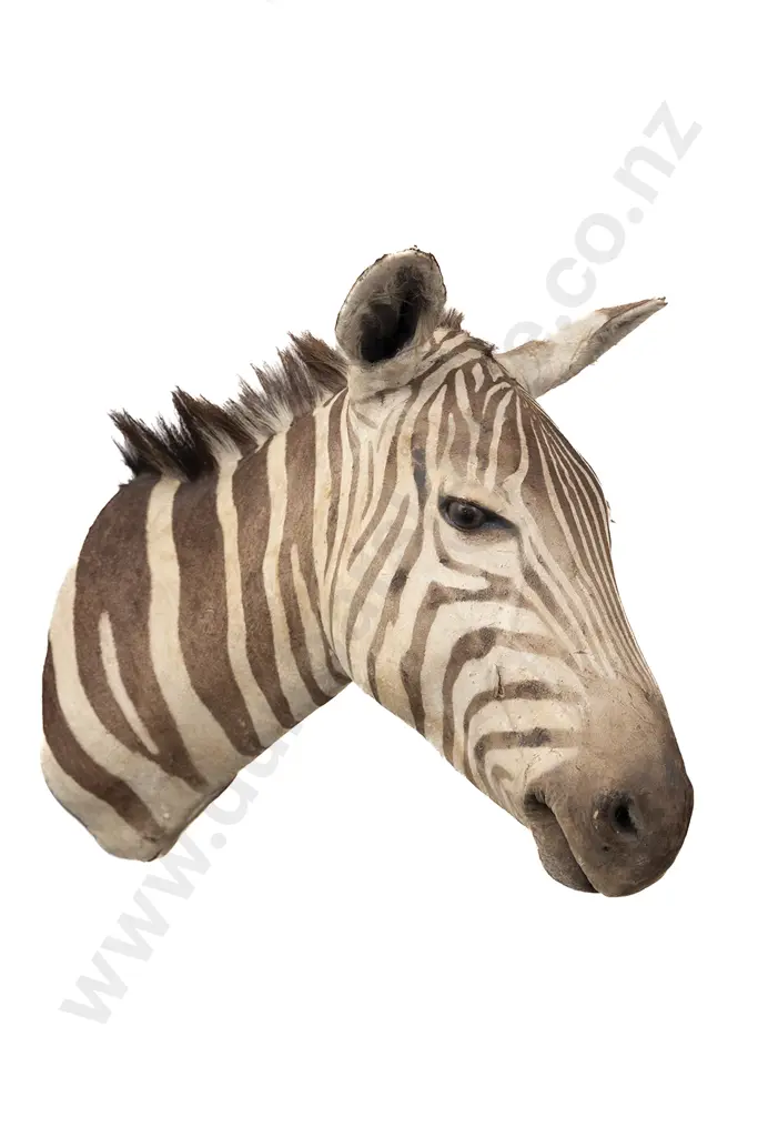 Taxidermy Zebra Head Mount Image 1++