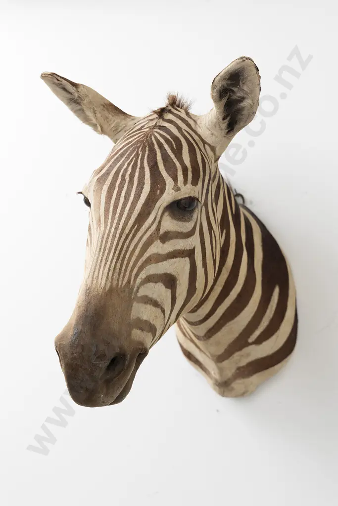 Taxidermy Zebra Head Mount Image 1++