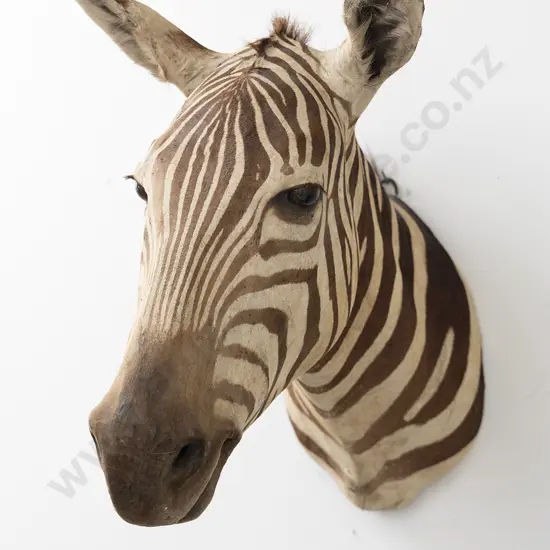 Taxidermy Zebra Head Mount