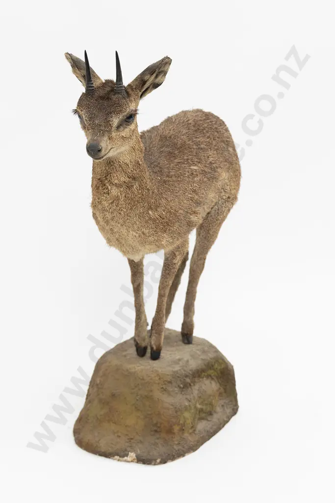 Taxidermy Duiker Full Body Mount On a Wooden Base Image 1++