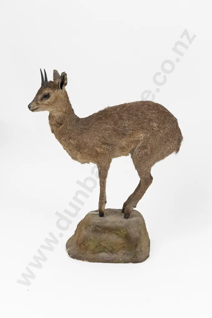 Taxidermy Duiker Full Body Mount On a Wooden Base Image 1++
