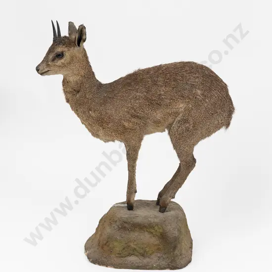Taxidermy Duiker Full Body Mount On a Wooden Base