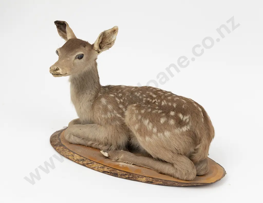 Taxidermy Fawn Full Body Mount On a Wooden Base Image 1++