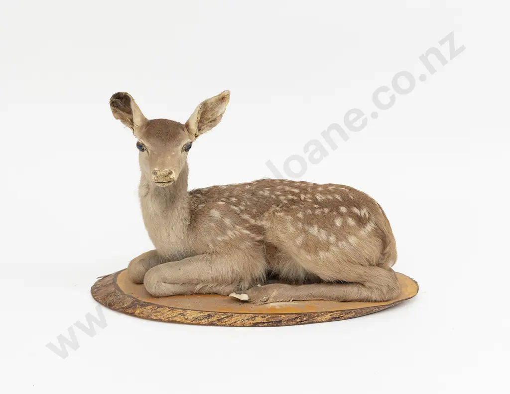 Taxidermy Fawn Full Body Mount On a Wooden Base Image 1++