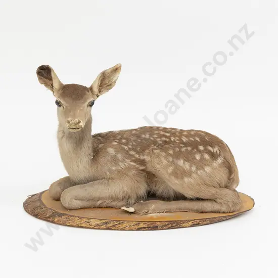 Taxidermy Fawn Full Body Mount On a Wooden Base
