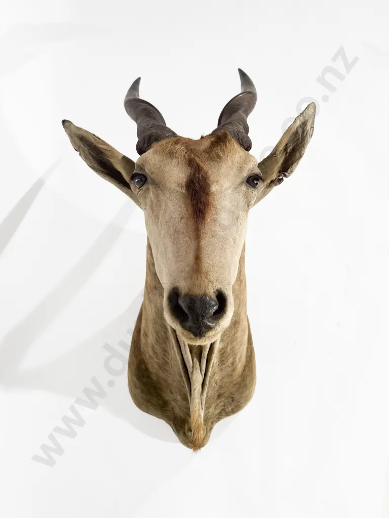 Taxidermy Eland Head Mount Image 1++
