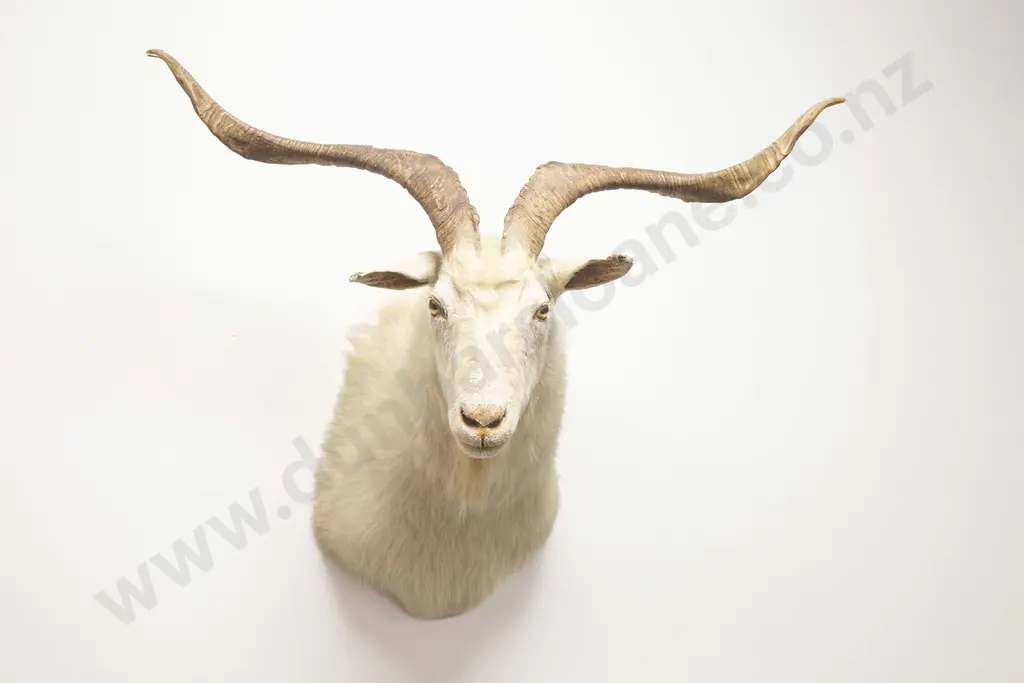 Taxidermy Billy Goat Head Mount Image 1++